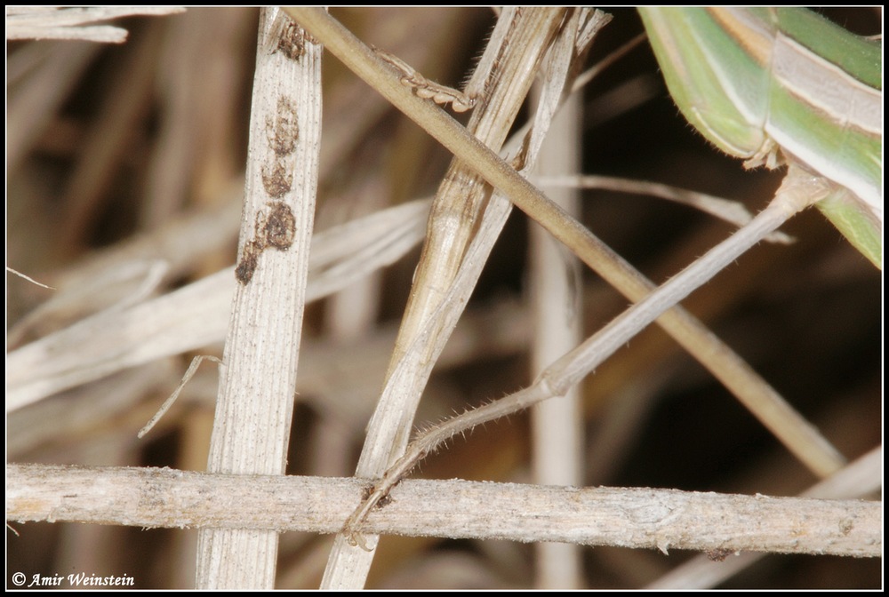 Orthoptera   d''Israele  - Acridinae for ID